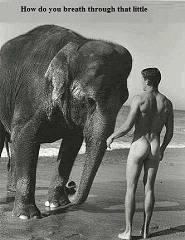 FunnyAnimalElephangPicture